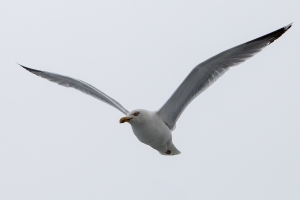 2012-06-Mini-Fastnet-7493